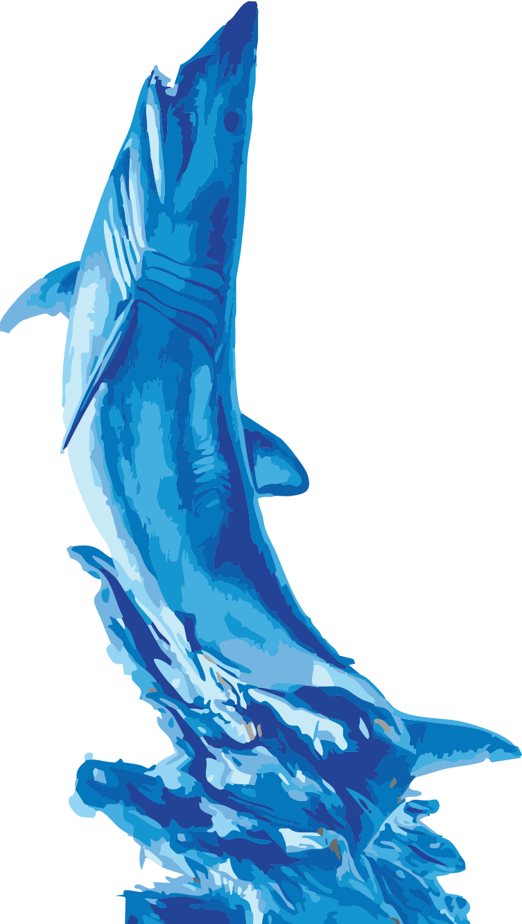 3D LG Shark